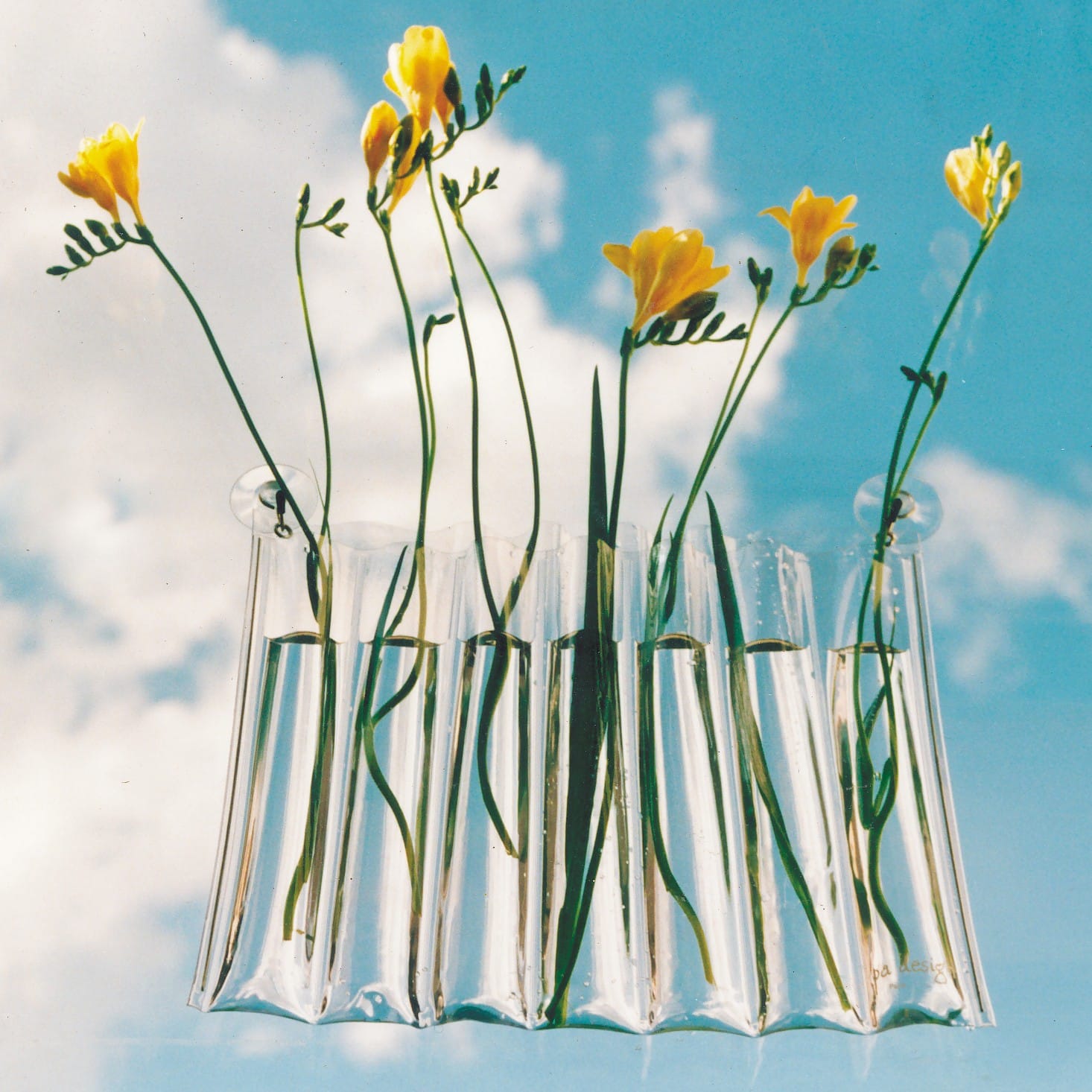 Mini Ventouse plastique - Autour de la fleur : Accessoires de décoration