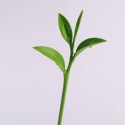 Green Leaf - Touillette