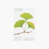 Leaf Magnet Ginkgo vert